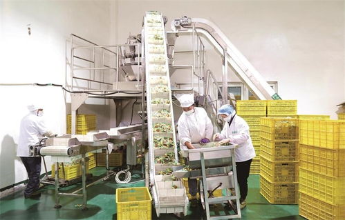 食品產業篇16 小黃豆 磨 出大產業 豆制品香飄海內外